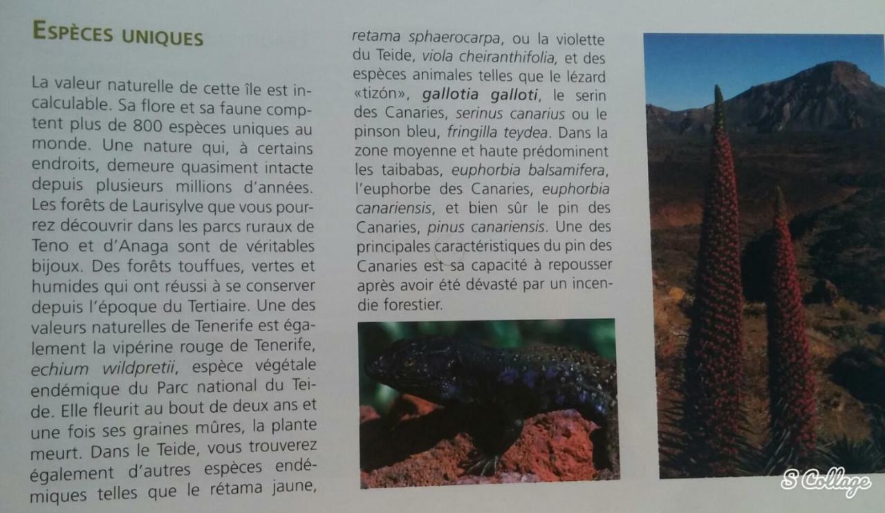 Finca Dulce Maikel Granadilla De Abona Eksteriør billede