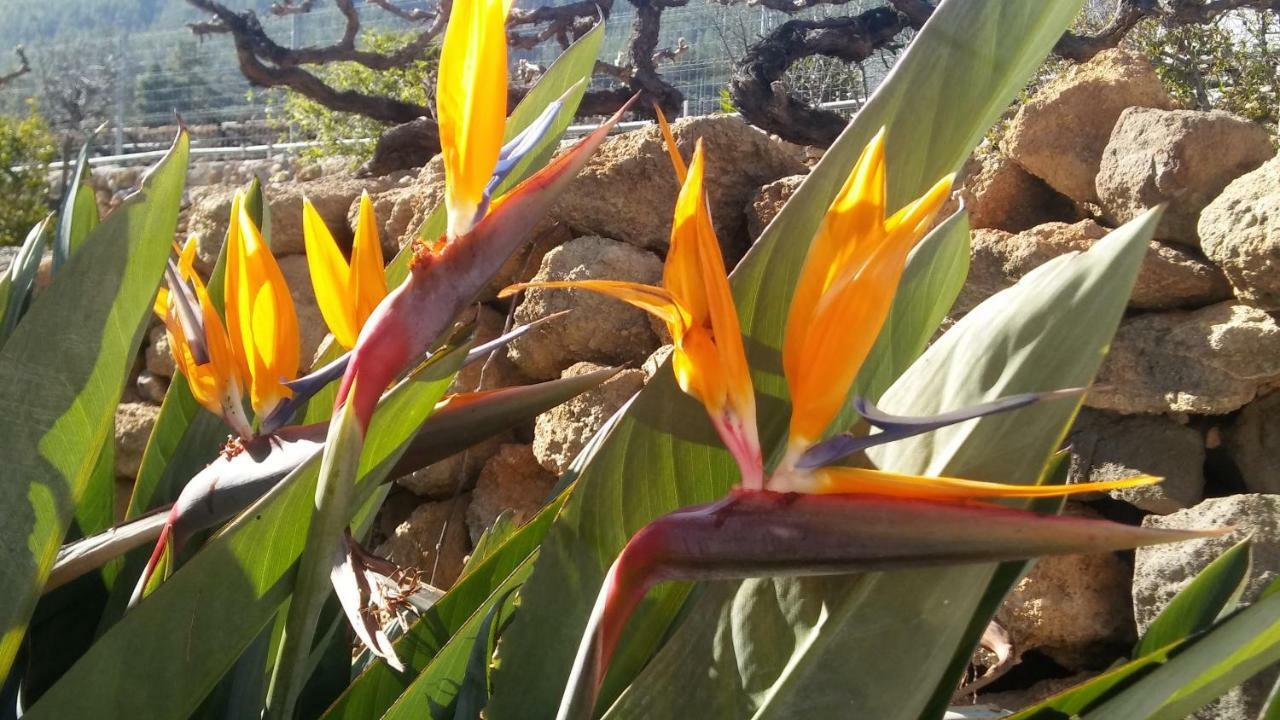 Finca Dulce Maikel Granadilla De Abona Eksteriør billede